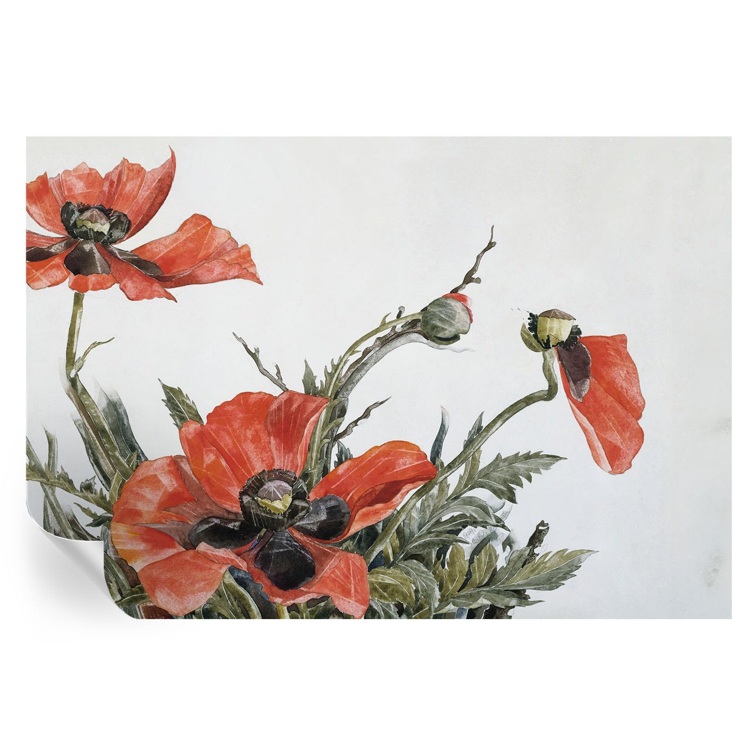 Murales de amapolas rojas: decoración de pared rápida para salones aburridos