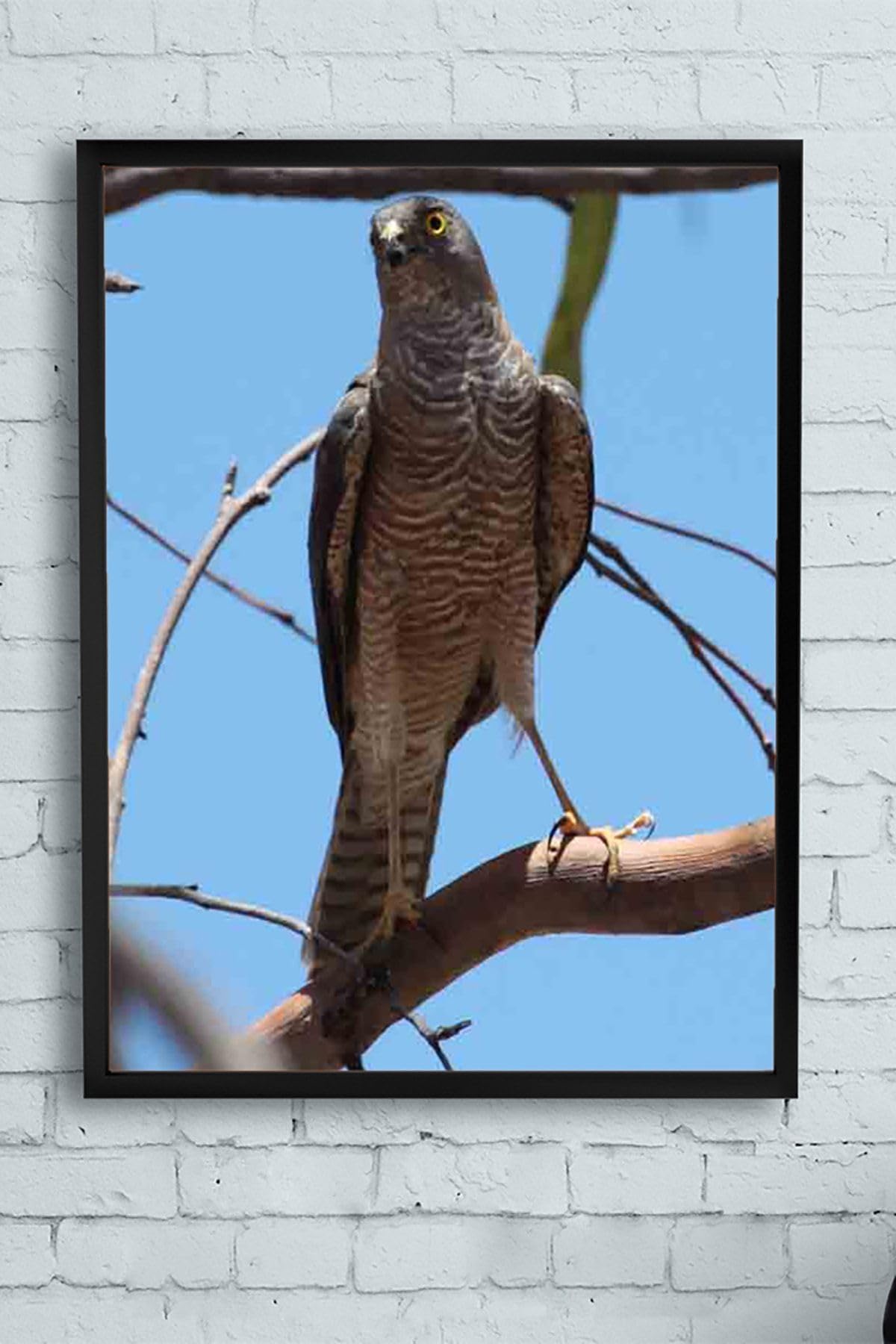 Postermanya (pster9933) Atmaca Hayvan Çerçeveli Tablo (21x30cm)