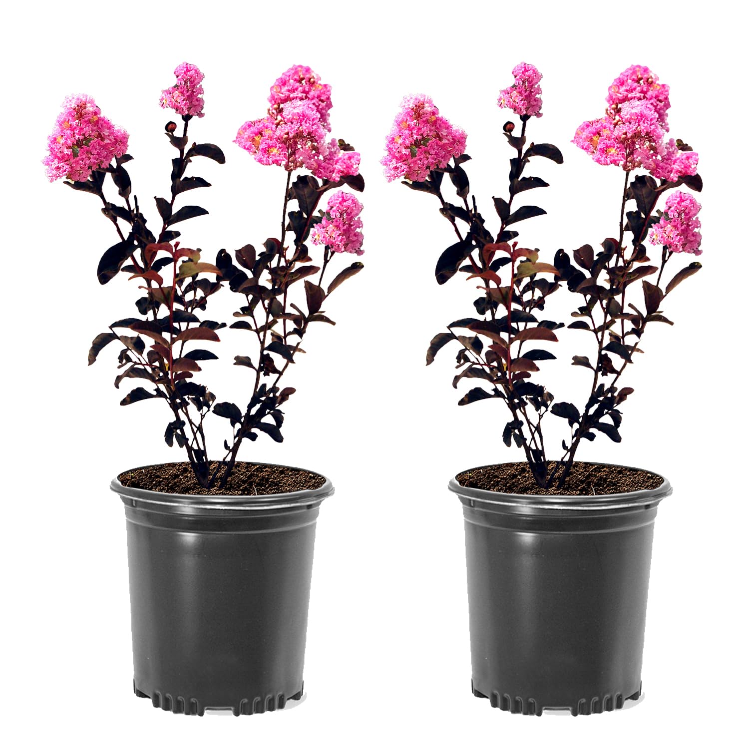 Black Diamond Crape Myrtle