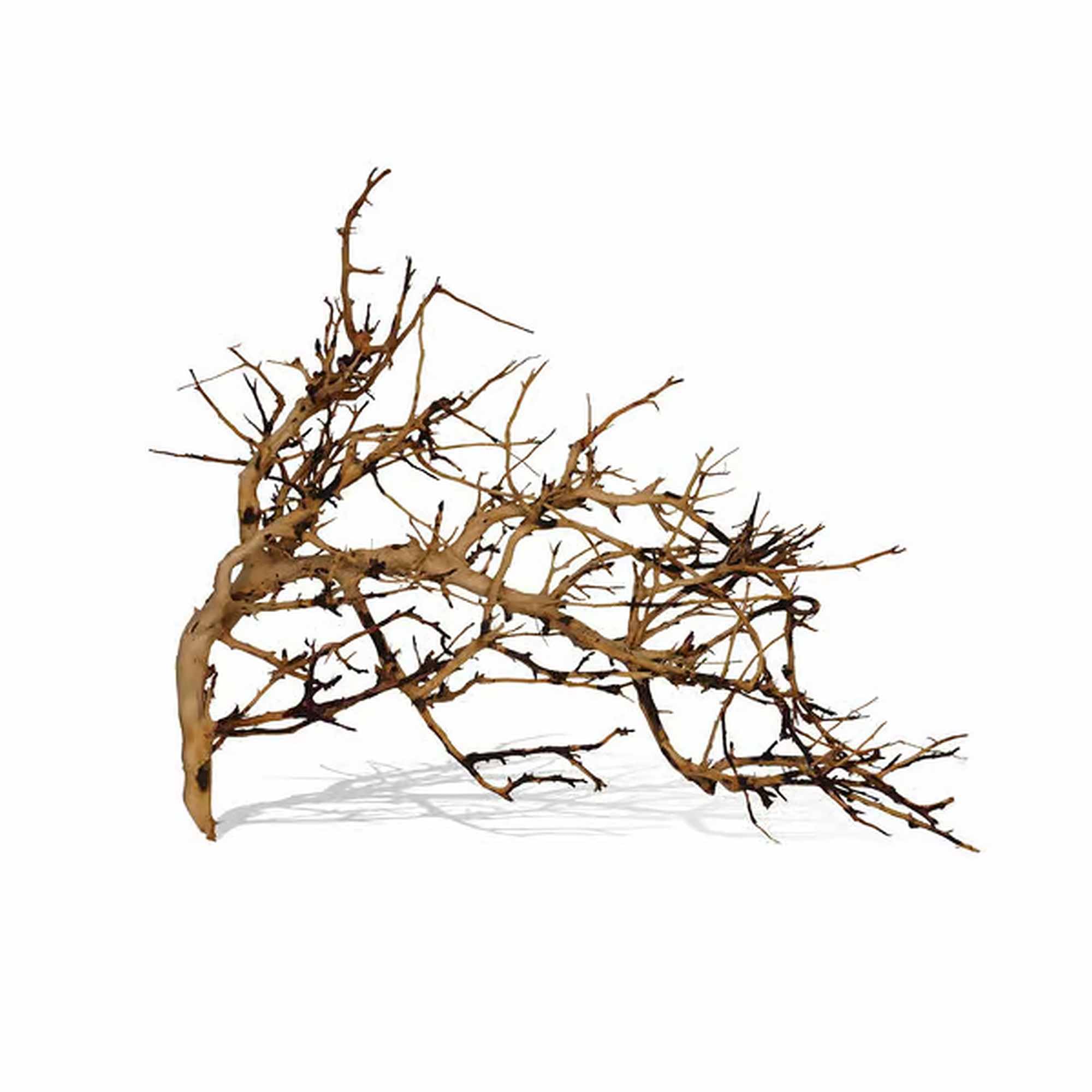 Biotope Aquatics Ltd Ramous Root Driftwood Decoration for Aquarium, Fish Tank, Different Sizes (Large (30-40cm))