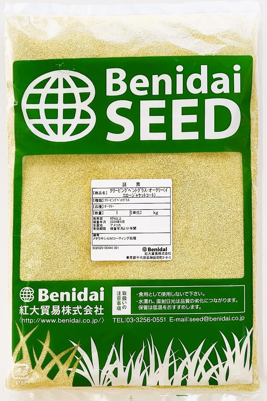 シルバーリーフが美しい パールアカシア 654 樹高1.8m位 アカシア 観葉