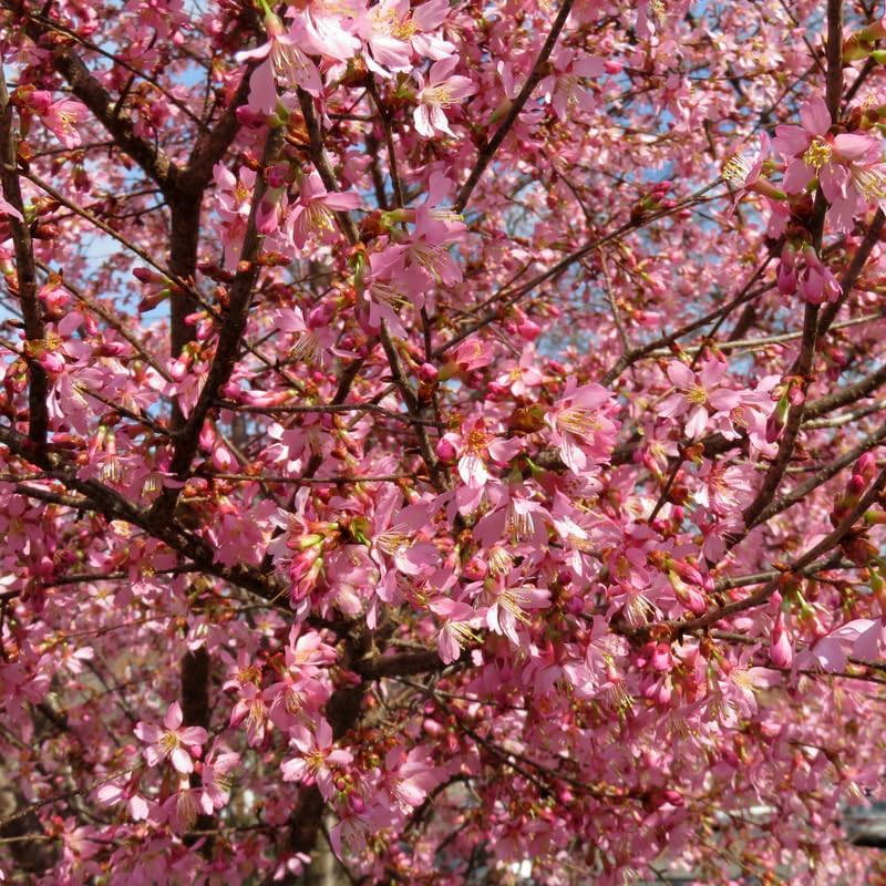 2 Pink Cherry Blossom Plants, Live Dark Pink Cherry Blossom Tree Live Plants, 8 to 10 Inch Tall Cherry Blossom Plants in Pot, Live Perennial Cherry Flower Starter Plants