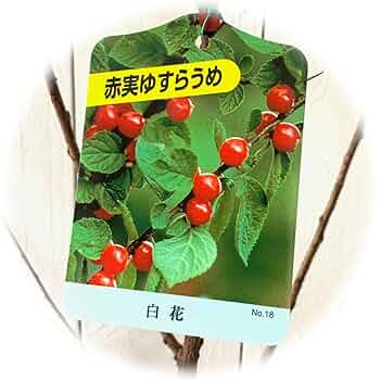 ゆすらうめです Amazon.co.jp: ゆすら梅 苗木 赤実 (白花) 12cmポット苗 ゆすら
