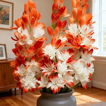 Premium Tuberose Bulbs, Stunning Large Blooms, Simple to Grow   Perfect for Indoor Decor, Gifts & Holiday Displays-4 Bulbs-D