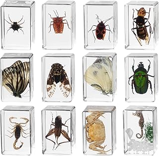 12PCS Insect in Resin Specimens, Bug Collection Paperweights, Real Bugs Preserved in Resin, Scientific Educational for Men, Women (Bugs 002)