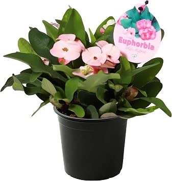 Live Crown of Thorns Euphorbia Milii - Light Pink Blooms - Long Lasting Flowers - Beautiful Spring Decor - 8" Tall by 5" Wide