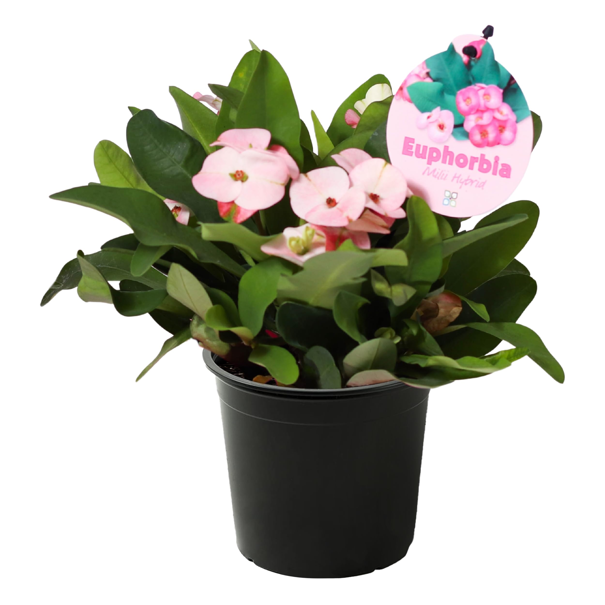 Crown of Thorns Euphorbia milii
