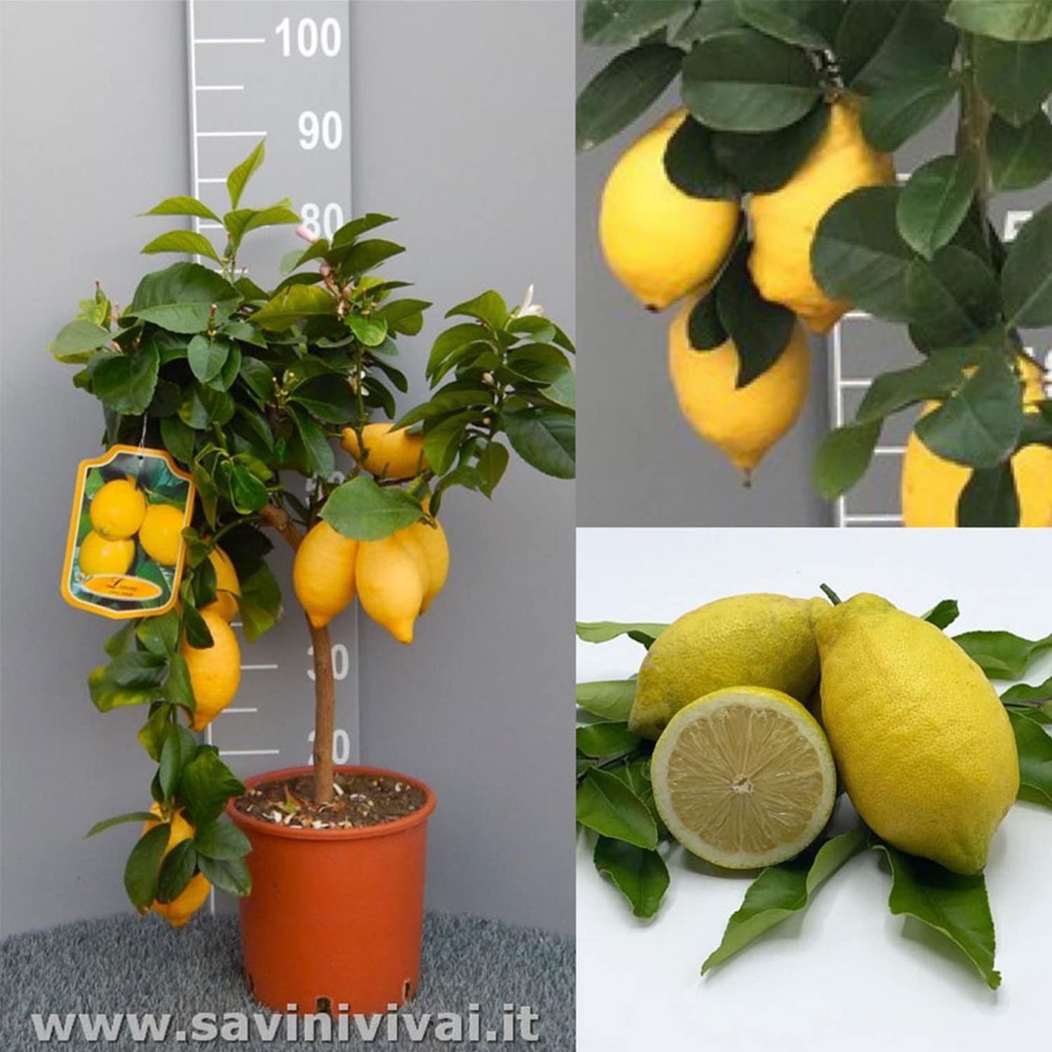 SAVINI VIVAI Pianta di Limone Albero Agrumi Lunario Limone ad Alberello in Vaso da 20 cm altezza 70 cm 2-3 Anni di innesto Made Italy