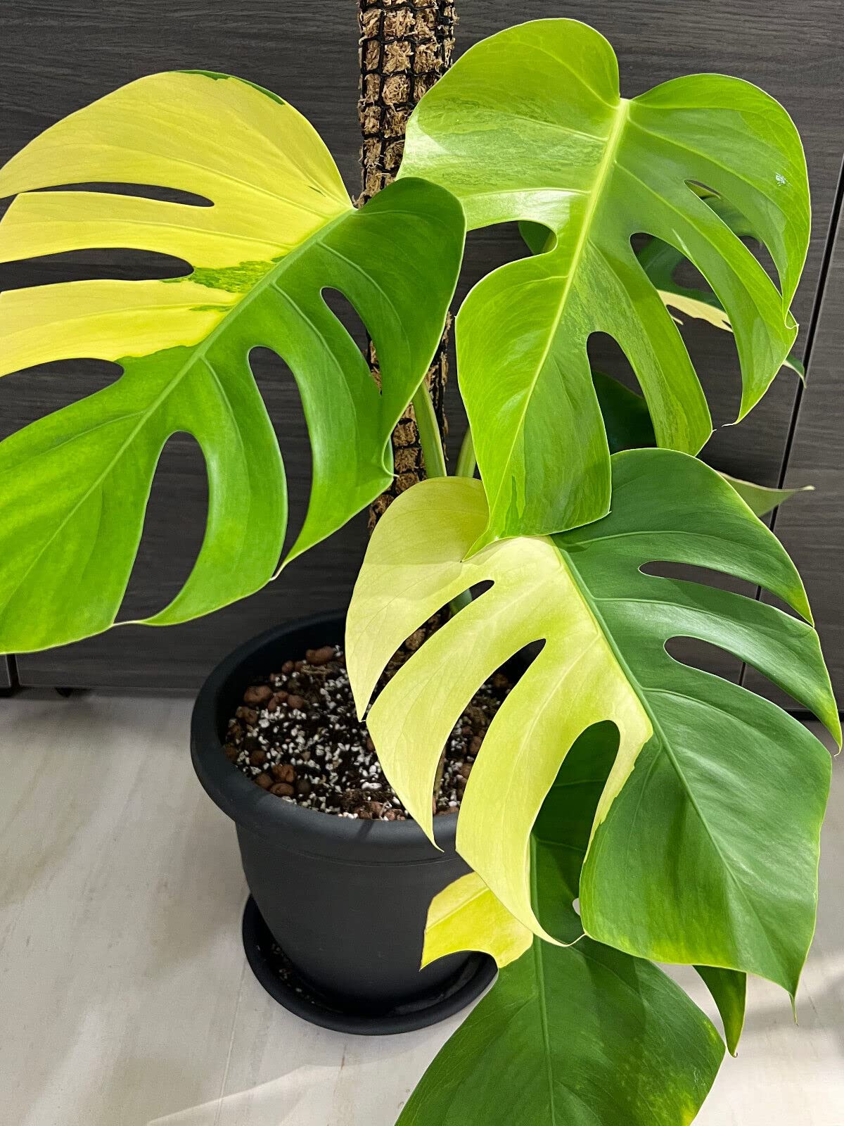 philodendron melanochrysum Philodendron melanochrysum main image 1