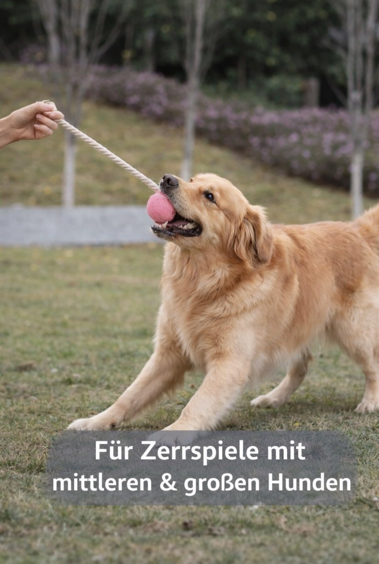 Hundespielzeug, Tennisball mit Seil 32cm in verschiedenen Pastellfarben, interaktives Wurf- und Zerrspielzeug, Zahnpflege, langlebig (Beige)