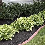 Amazing Deal - 24 Hosta Bare Roots Plants w/Planting Shovel - Mixed Heart-Shaped, Rich Green Foliage, Attracts Butterflies, Hummingbirds & Pollinators, Low Maintenance & Extremely Hardy - Zones 3–9