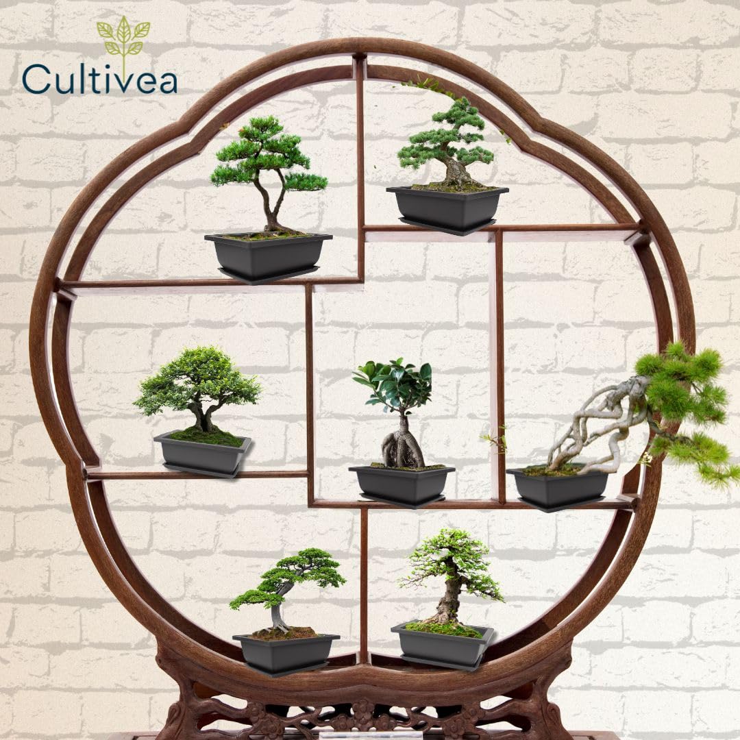 CULTIVEA® Kit Prêt à Pousser Bonsaï – Graines Françaises 100% Écologiques - Jardinez et décorez - Idée Cadeau - Made in France (Coffret duo bonsaï, 1)