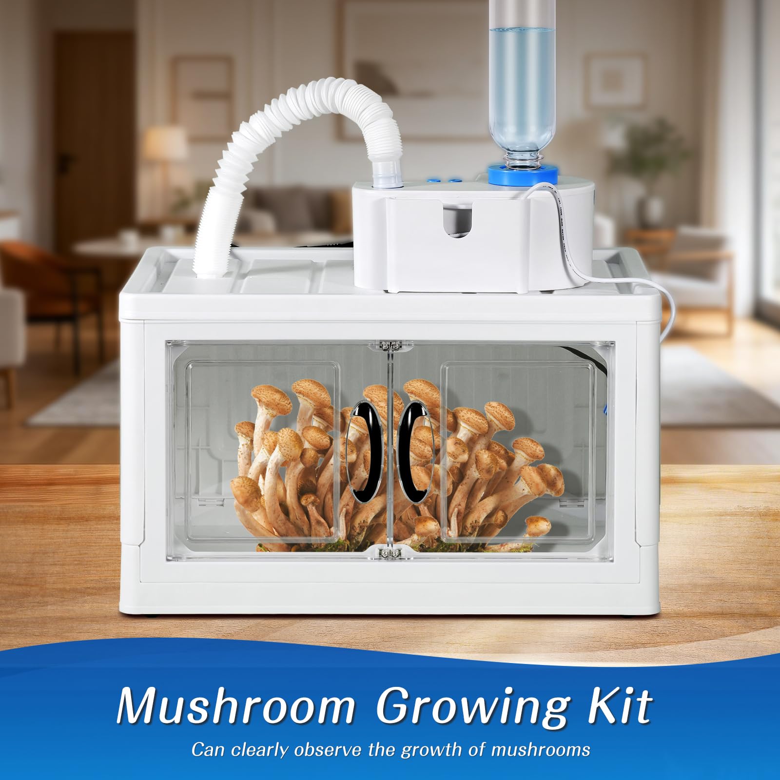 Boîte de culture de champignons avec affichage de l'humidité - Kit de pépinière de champignons - Kit de pépinière de champignons abordable pour champignons d'intérieur