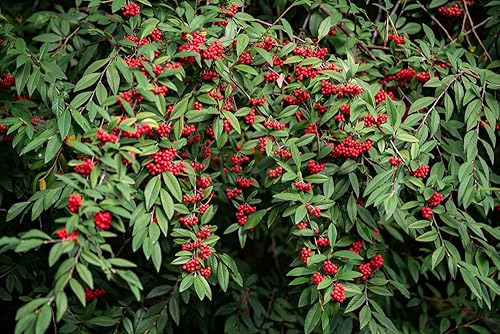 Miniatura 2 de Semillas de saúco rojo – 50 semillas para plantar – Sambucus racemosa – Semillas sin OMG, cultivadas y enviadas desde Iowa. Fabricado en Estados