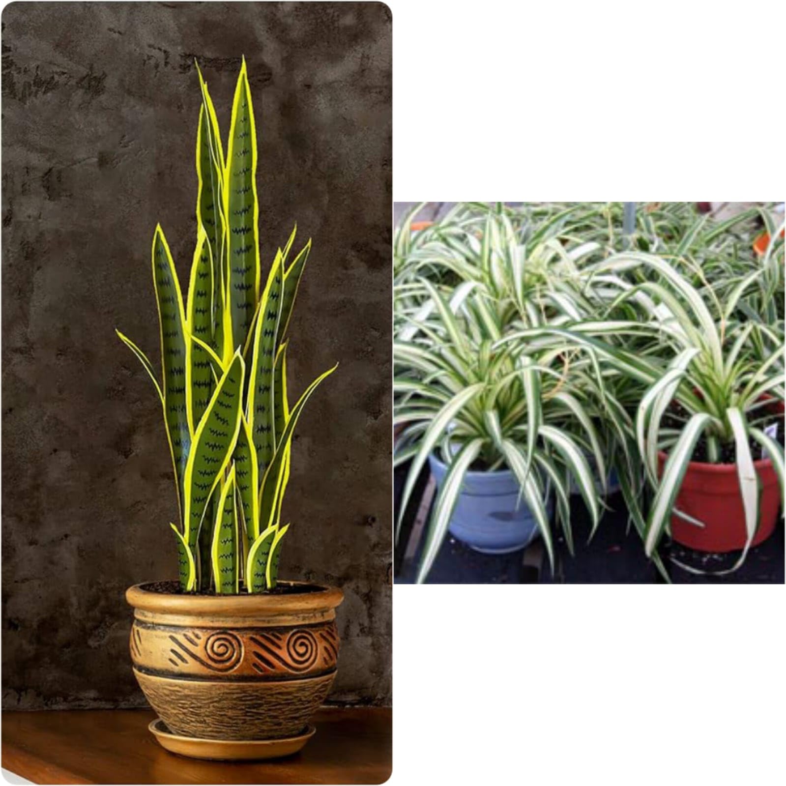 Air purifier live plants indoor oxygen,Snake plant,Spider plant (Pack of 2) (B0CW6C5ZQD) Amazon Price History, Amazon Price Tracker