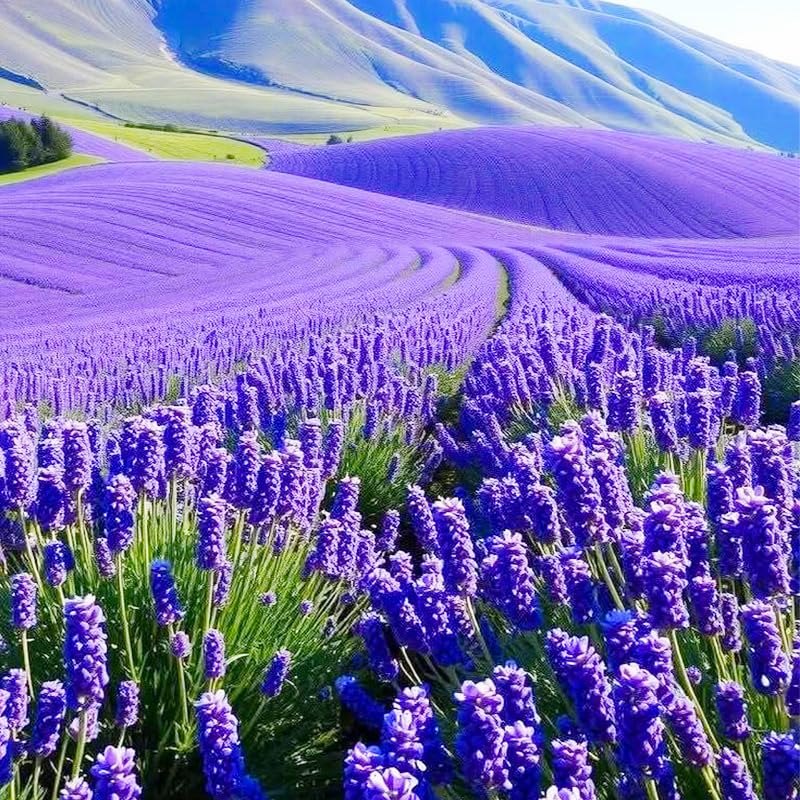 4000+ English Lavender Flower Seeds for Planting -Purple Blooms for Garden- Attracts Pollinating Insects
