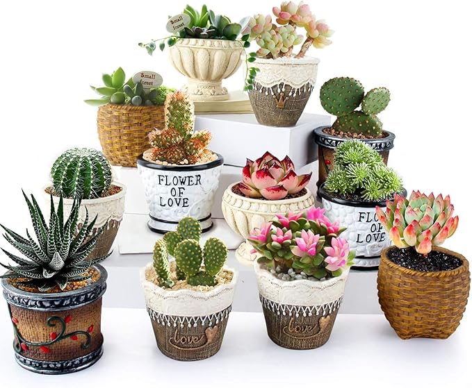 植木鉢 素焼き 3点セット 6号 ミニ盆栽 多肉植物 山野草 盆栽鉢 草花 鉢 35 Off 6号 植木鉢 素焼き 3点セット 6号 ミニ盆栽 多肉植物 山野草 盆栽鉢 草花 鉢 35 Off 6号