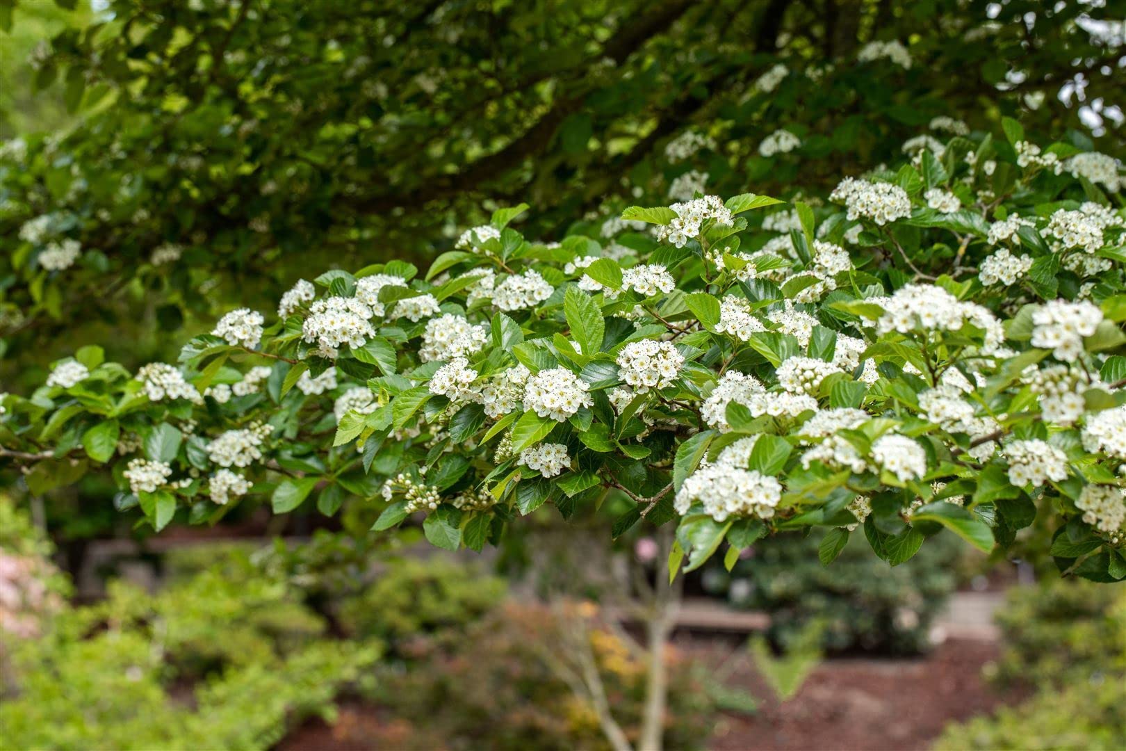Lederblättriger Weißdorn Crataegus lavallei Carrierei 60-100 cm winterhart