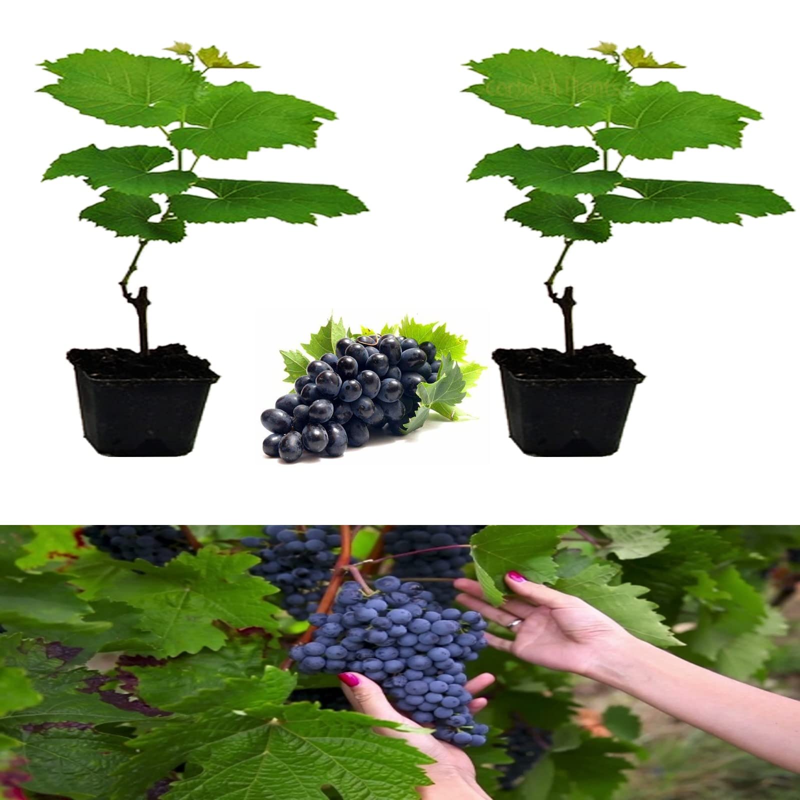 Carbeth Plants Grape Plants x 2 'Boskoop Glory' - Grape Plants in 9cm Pot