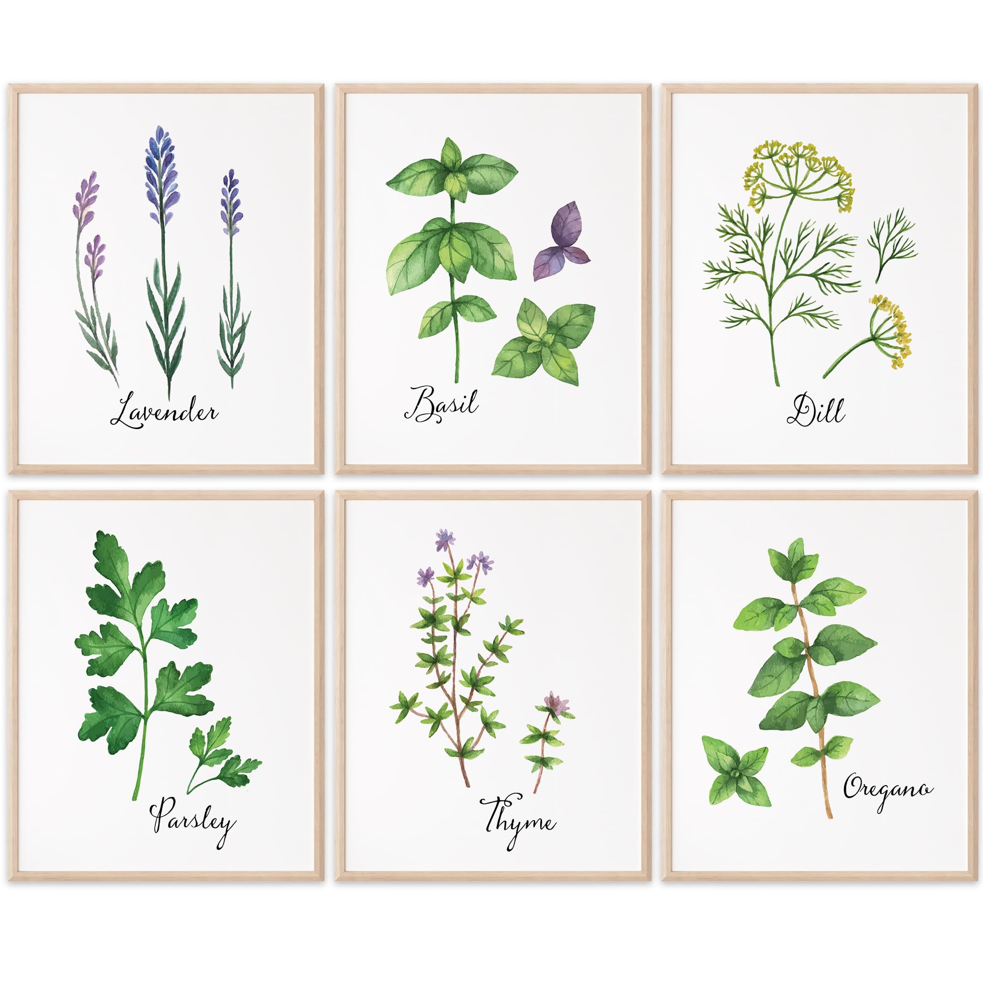 DREAM BIG PRINTABLES Botanical Prints Kitchen Herbs Wall Art - Set of 6 - Unframed - 11x14