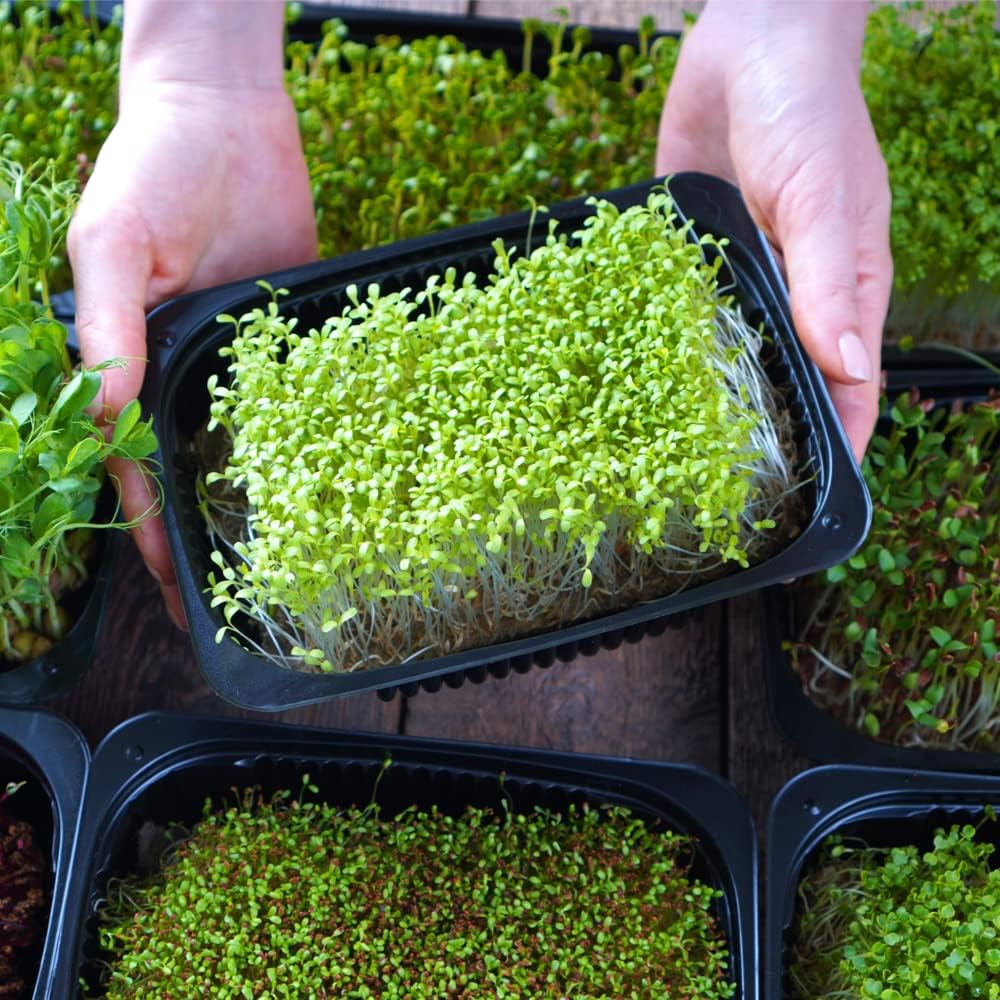 Microgreens Variety Pack (10 Varieties, 2 LBS+, Cabbage, Broccoli, Beet, Radish, Kale, Collard, Mustard, Arugula, Mizuna, Kohlrabi