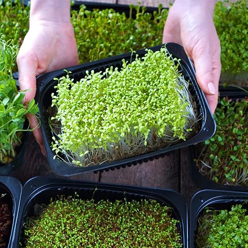 Miniatura 6 de Microgreens - Paquete variado (10 variedades, 2 libras+, repollo, brócoli, remolacha, rábano, col rizada, berza, mostaza, rúcula, mizuna, colinabo