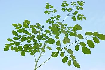 Amazon | モリンガ ワサビノキ 苗 9cmポット 2株 | 花