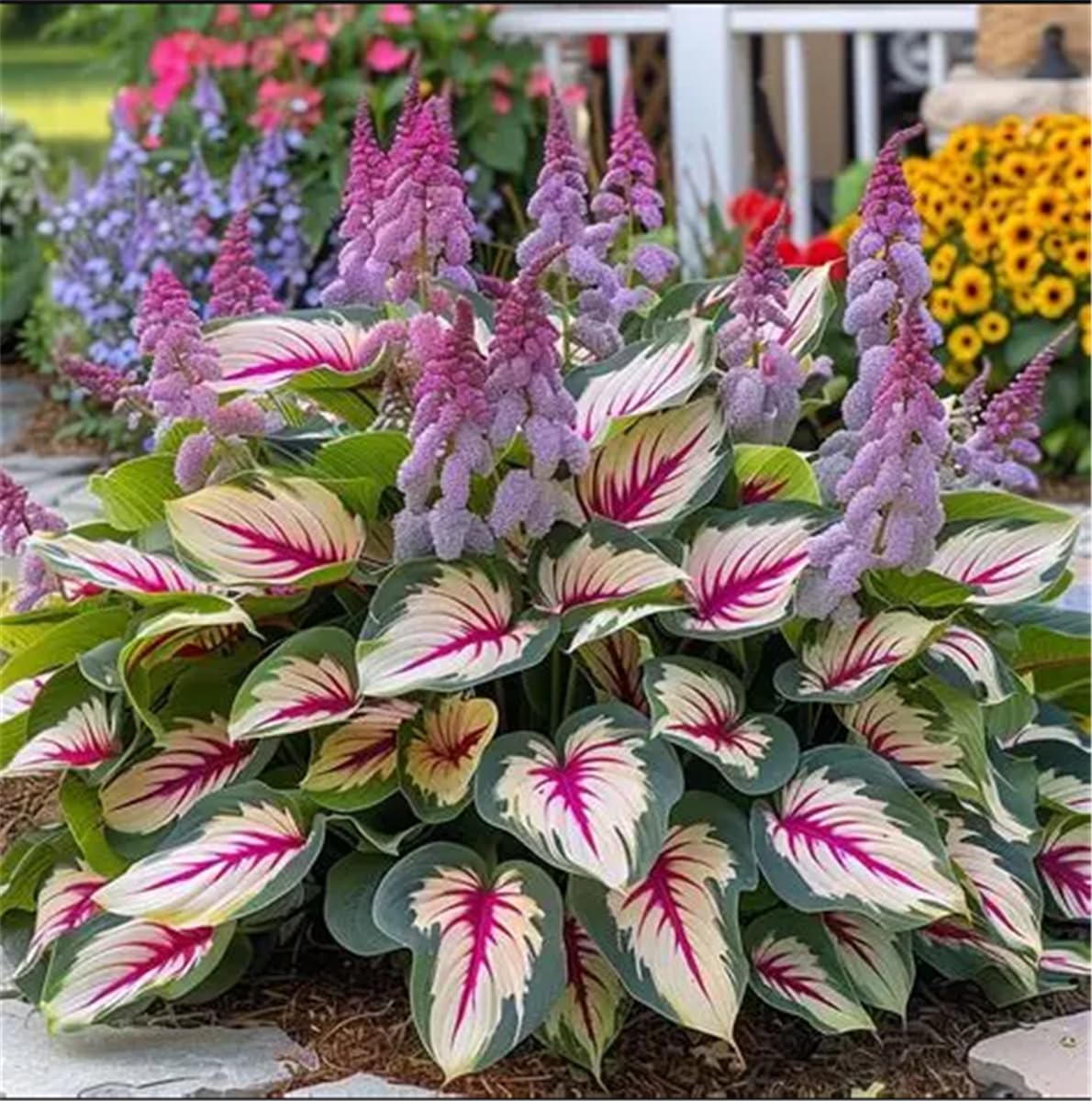 Excellent Display, Perennial, Easy Plant, Wedding Ornamental Flowers, Garden Bulbs, Midnight Hostas Bulbs UK, Hosta Plants for Sale, 4bulbs-e