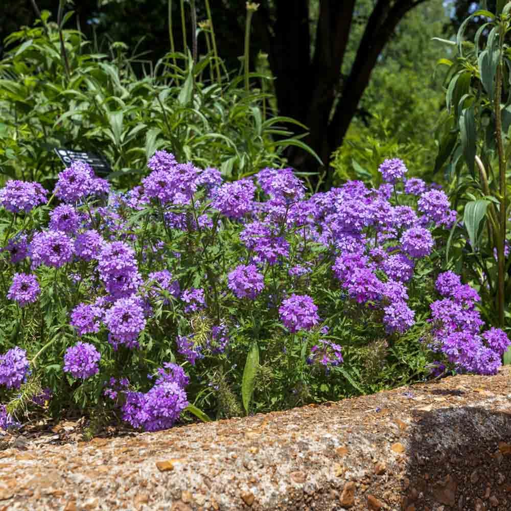 Vervain seeds || 30 seeds