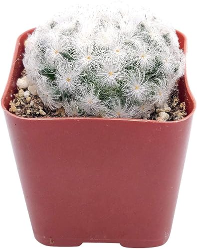 Miniatura 3 de SUCCULENTS BOX Colección única de plantas de cactus vivas, Mammillaria Plumosa 'Feather Cactus' (4 pulgadas), seleccionadas a mano, variedades raras