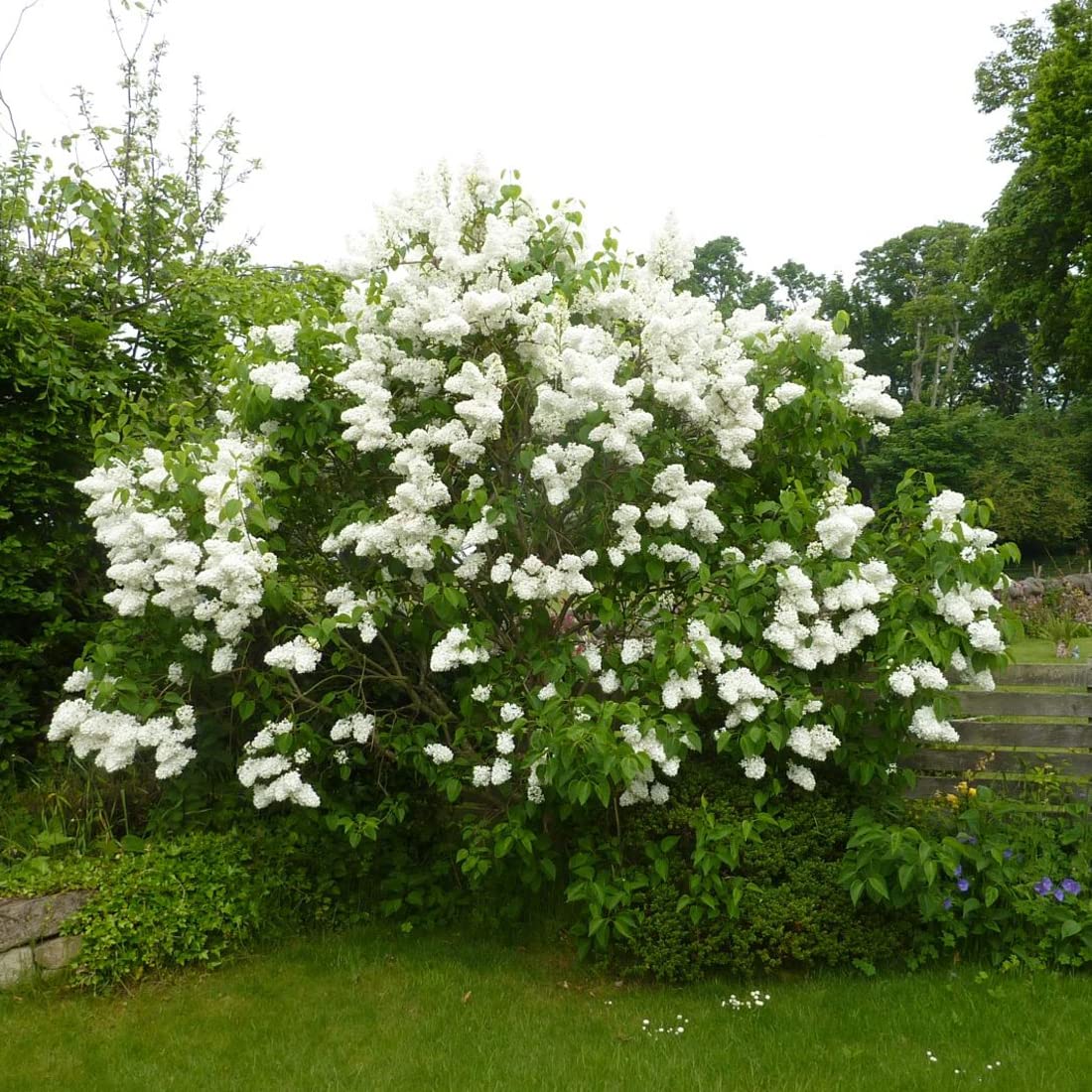 Lila Ordinaria - Syringa vulgaris 'Madame Lemoine' - Olla de 60-80 cm - Floración Blanca Perfumada