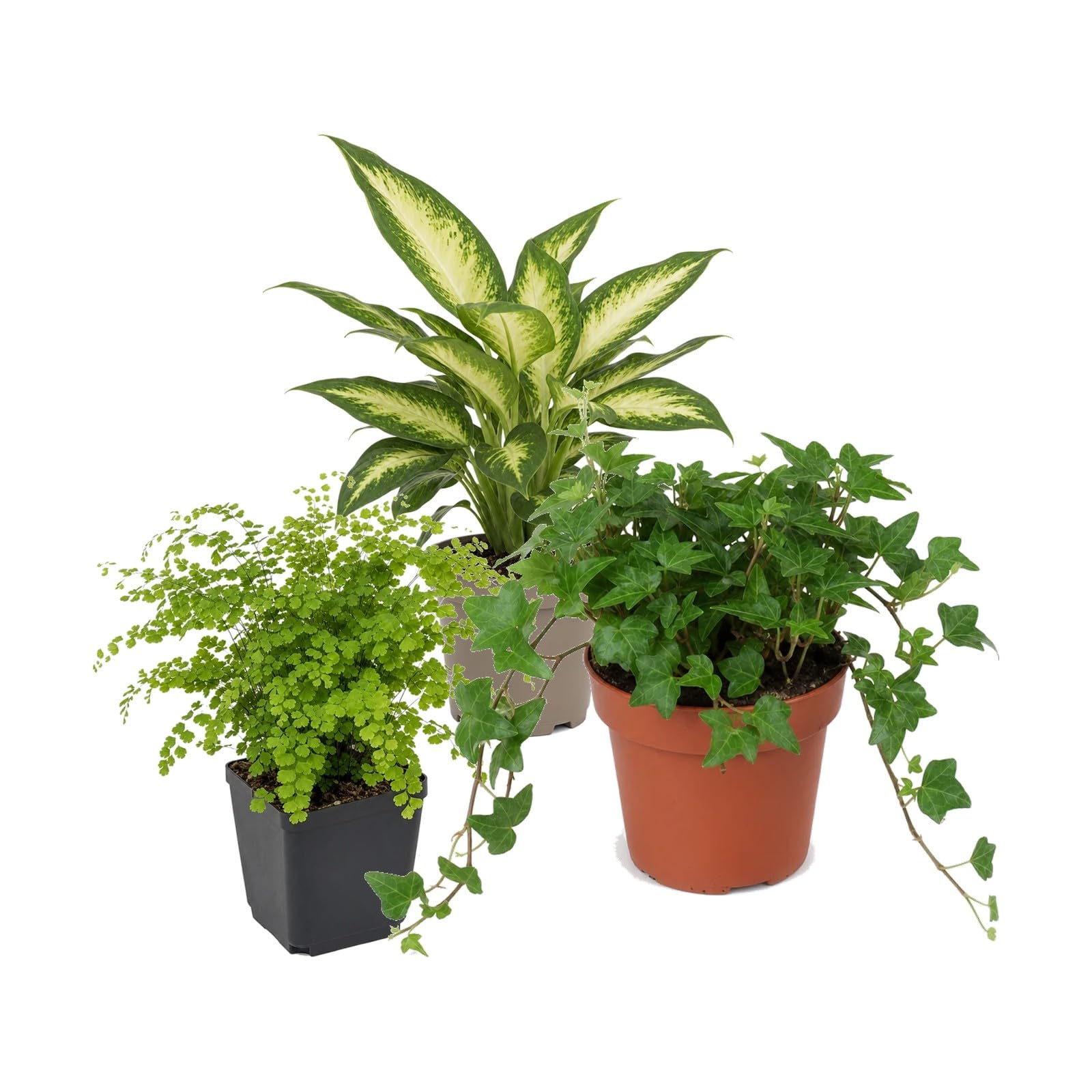 Pack 3 Plantas DECOALIVE: Diefembaquia Camilla, Culantrillo y Hiedra Verde