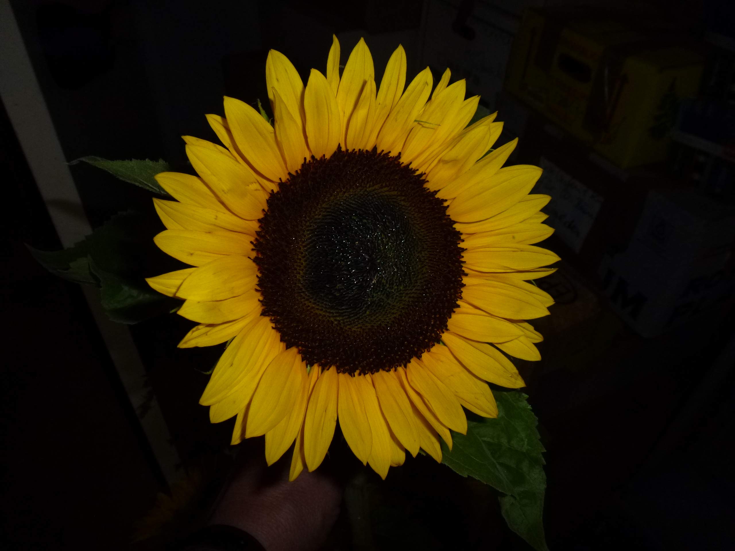 Sonnenblumen Samen Sunrich Orange Schnittsonnenblume 1000 Korn