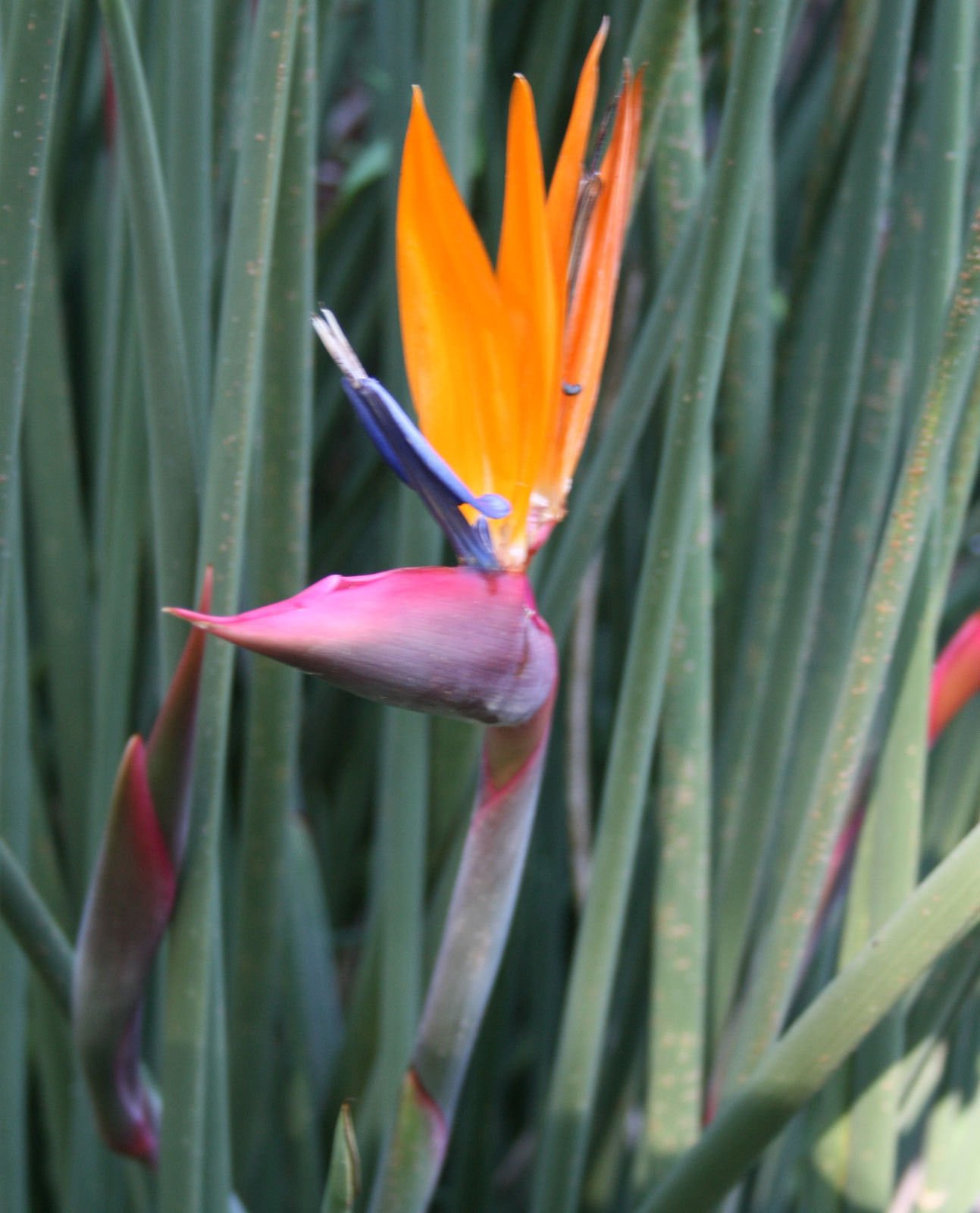 Strelitzia juncea | Stretta Leaved Bird of Paradise | Fiore Crane | 20_seeds