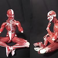 可動式人体模型 プラスチック製 約1/2スケール Amazon.co.jp: figma 人体模型 ノンスケール ABS&PVC製 塗装済み