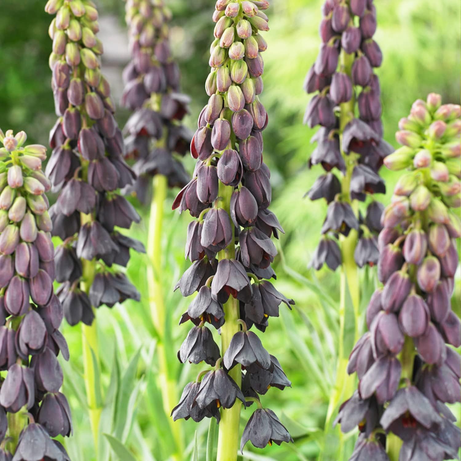 Kaiserkronen Fritillaria Persica Purple Blumenzwiebeln (5 Zwiebeln