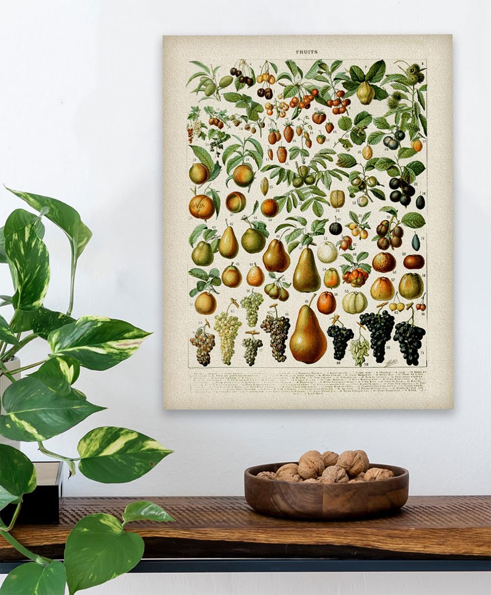 Fruits Botanical Illustration 18x24 Unframed Print – Vintage French Chart Reproduction, Antique Style Wall Art for Kitchen, Dining Room, Classroom, or Study, Rustic Farmhouse Food and Garden Décor