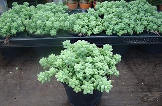 Graines Paquet: Sedum Burrito « 8grams SeedAnd Succulent: Only Seeds