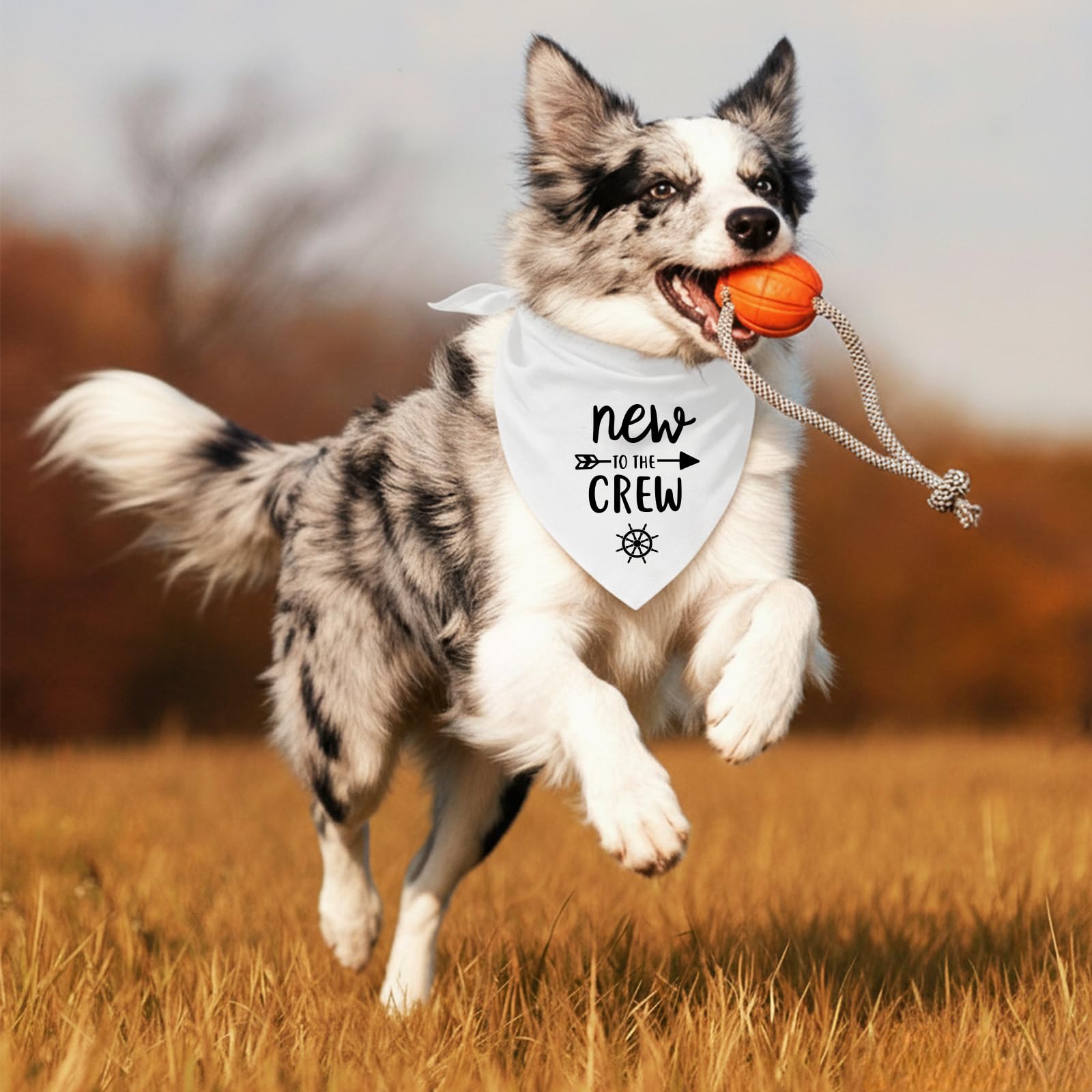 Bandana pour chien avec inscription « New to The Crew » - Cadeau pour les nouveaux propriétaires - Bandana triangulaire doux - Accessoires pour chiens de petite et moyenne taille (blanc)