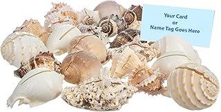 Sea Shell Placecard Holder Set (50 Pieces) | Cut Shells for Beach Weddin...