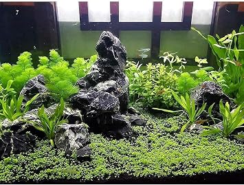 H2Pro Seiryu Rock Aquarium Decoration (44lb Per Box)