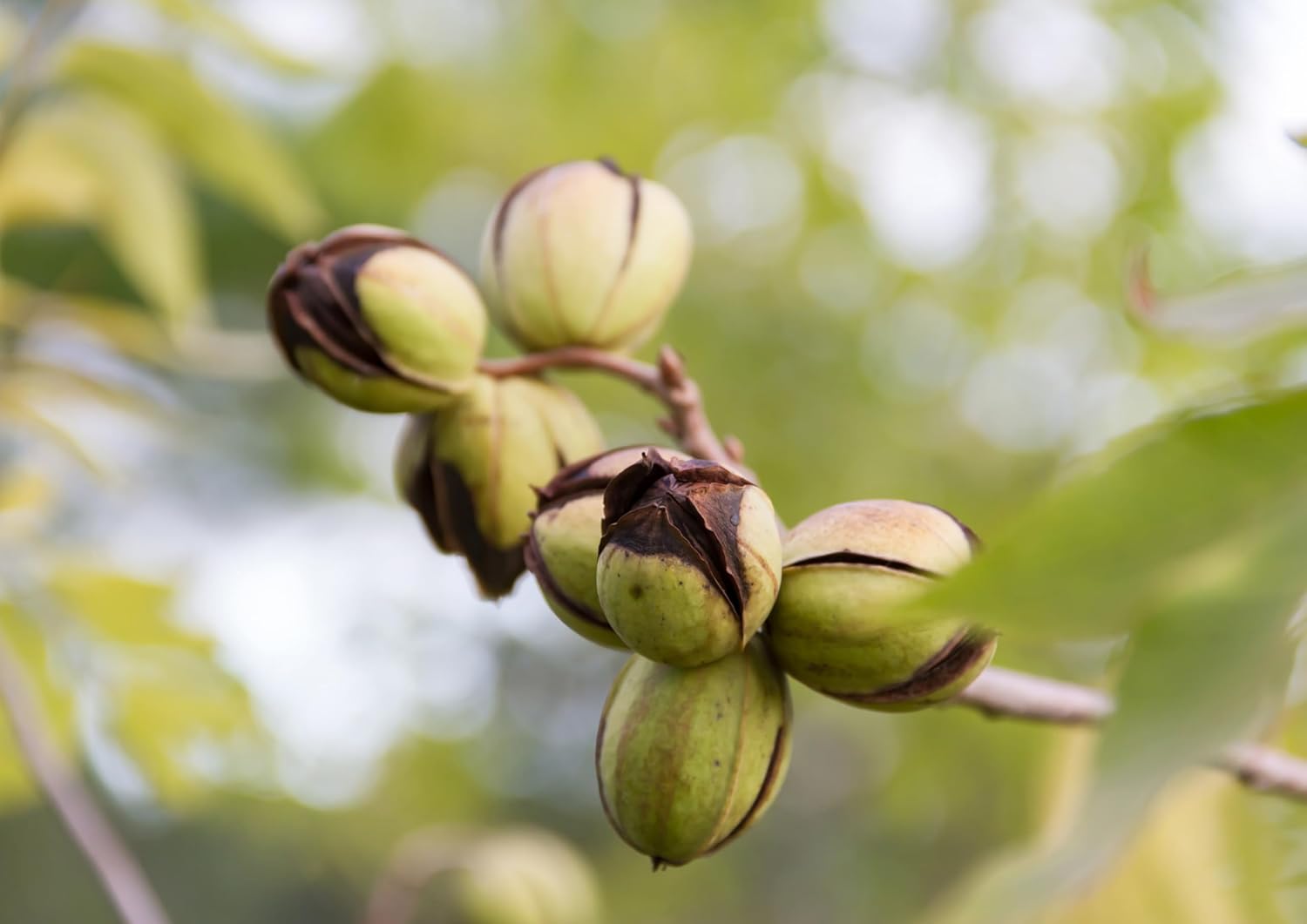 Food to Live - Dry Roasted Pecan Halves, 6 Pounds – Oven Roasted Nuts, Unsalted, No Oil Added, Vegan, Kosher. Good Source of Protein and Fiber.