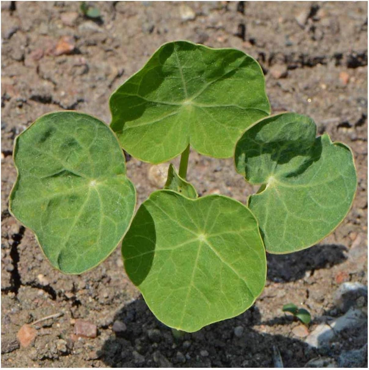 Everwilde Farms - 1 Lb Tom Thumb Mix Nasturtium Wildflower Seeds - Gold Vault