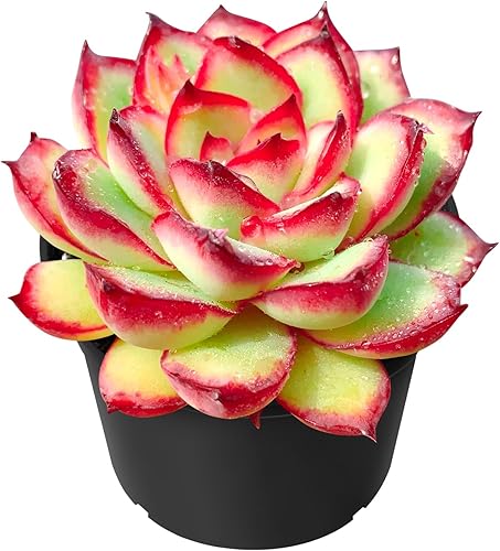 Miniatura 19 de Sprout N Green Adromischus triflorus 'Calico Hearts' - Suculenta, planta viva enraizada en maceta de 2 pulgadas, para interiores y exteriores