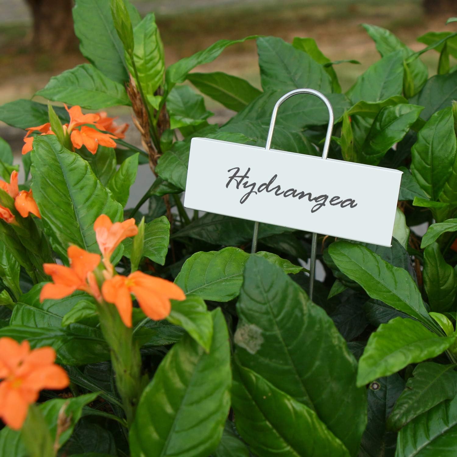 Amazing 🔥 STARTOSTAR 30-Pack Metal Plant Labels, 10.6 Garden Markers Reusable Nursery Tags for Vegetables Herb Flower Greenhouse