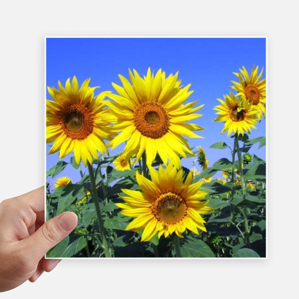 Pegatinas de girasoles cuadradas de 20cm resistentes para motobike y maleta