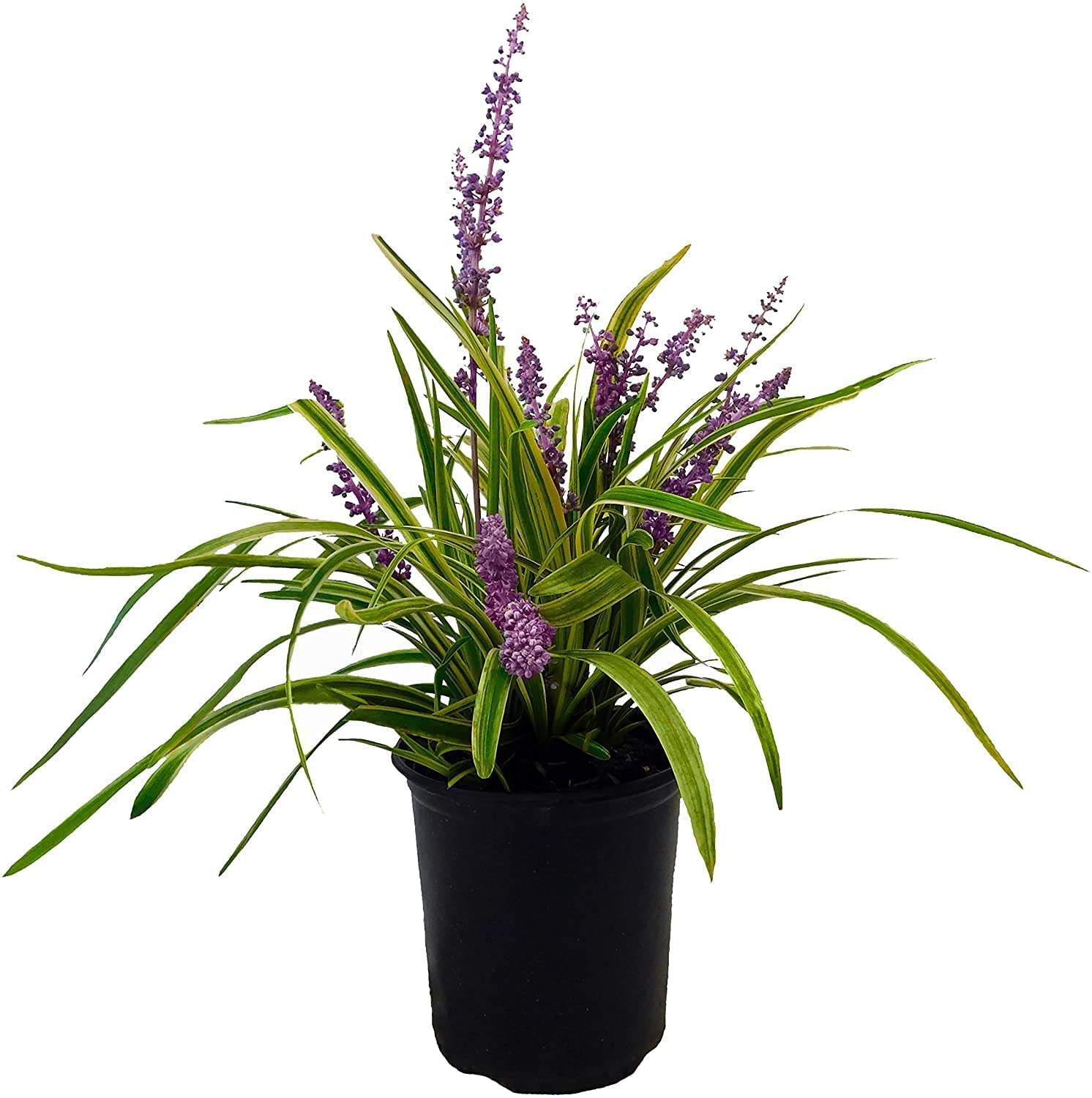 See full amazon price history chart for Anuraj farms Variegated LIRIOPE MUSCARI/BIG BLUE LILYTURF live plant in poly pouch Anuraj farms Variegated LIRIOPE MUSCARI/BIG BLUE LILYTURF live plant in poly pouch (B0BTHRLGDY) Amazon Price History, Amazon Price Tracker