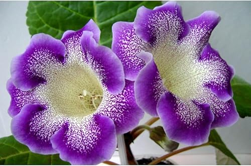 Miniatura 2 de Generic 100 semillas de flores Gloxinia azul crema