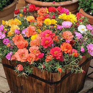 Welldales 100 Mixed UK Moss Rose Seeds Portulaca Grandiflora Grow Coloured Garden Flowers