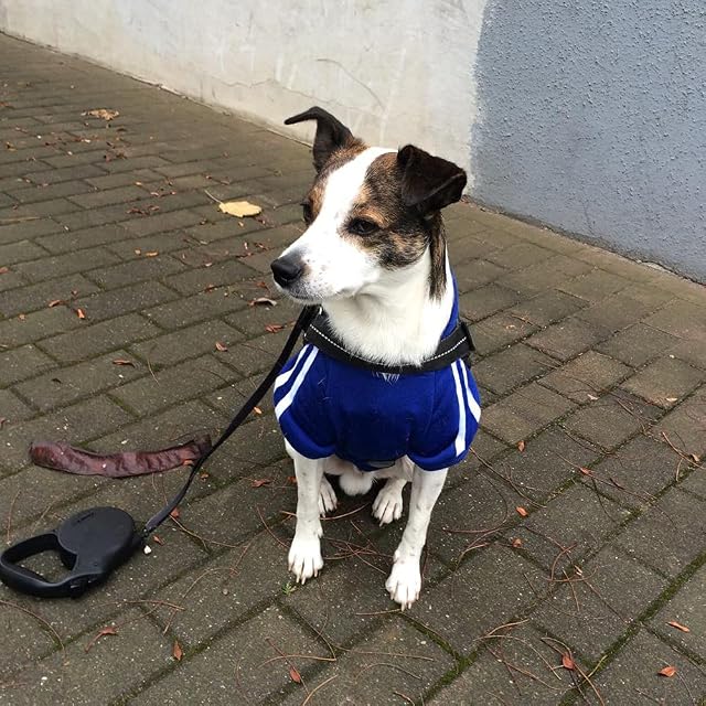 Foto 7 de 8 de Eastlion Ropa Perro Grande,Cálido Sudadera con Capucha para Perros Algodón Suéter Chaqueta Abrigo Costume…
